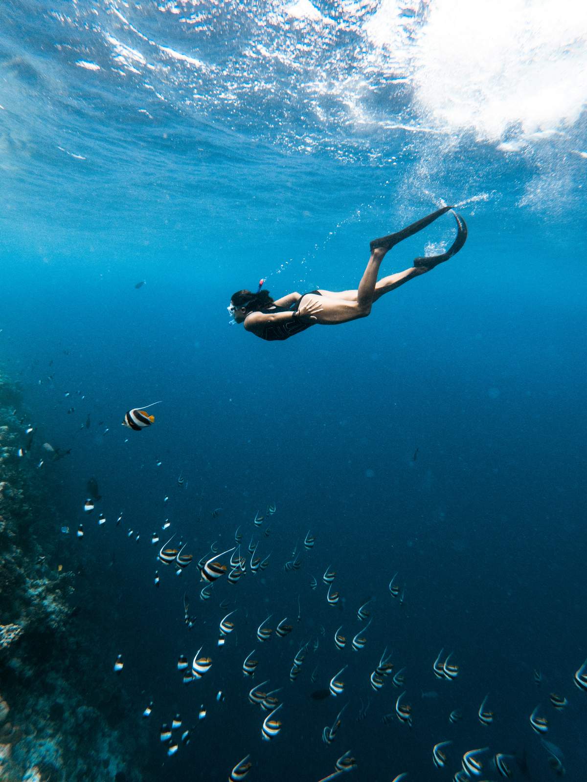 Underwater view of colorful tropical fish swimming around coral reef in St. John's crystal clear waters